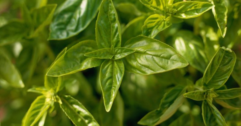 The variety of varieties of basil: description and characteristics of varieties