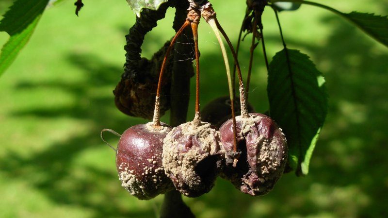 High-yielding early ripe cherry variety Malyshka