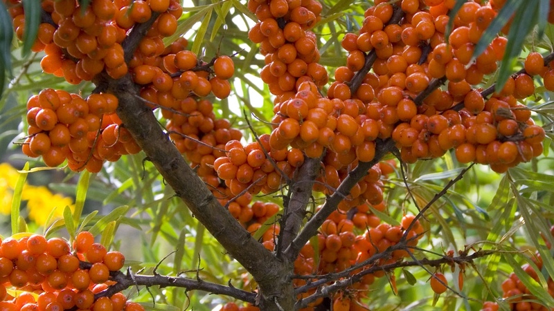Variety of thornless sea buckthorn varieties