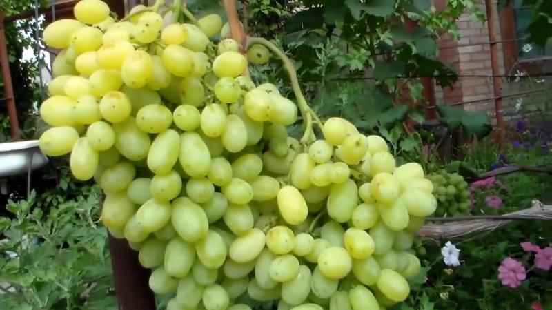Review of the best white grape varieties