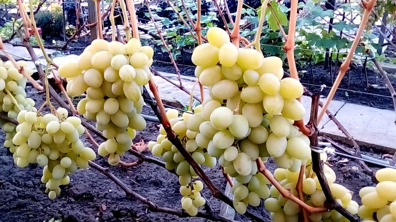 Review of the best white grape varieties