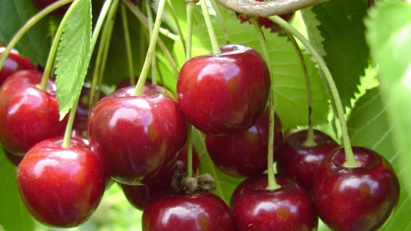 Description of self-fertile cherry varieties for the middle lane and the Samara region