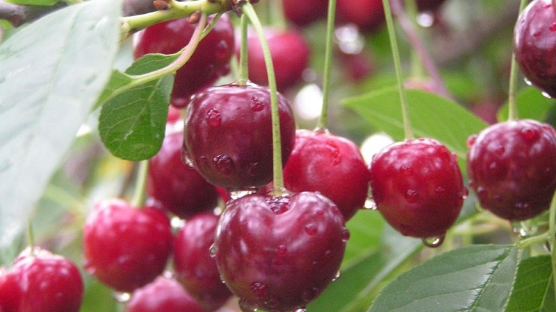 Description of self-fertile cherry varieties for the middle lane and the Samara region