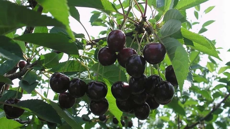 Description of self-fertile cherry varieties for the middle lane and the Samara region