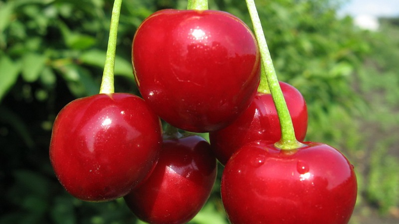 Description of self-fertile cherry varieties for the middle lane and the Samara region