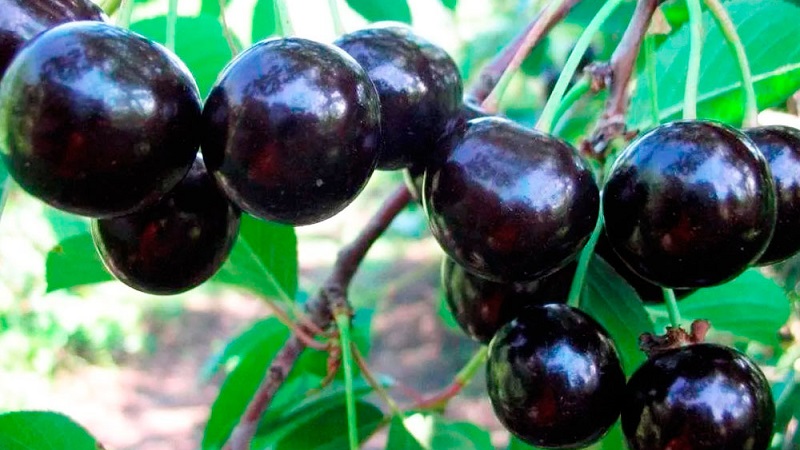 Description of self-fertile cherry varieties for the middle lane and the Samara region