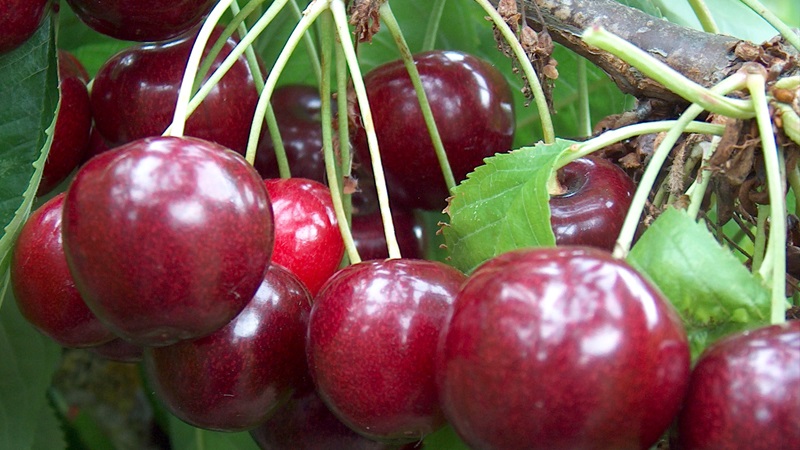 Description of self-fertile cherry varieties for the middle lane and the Samara region
