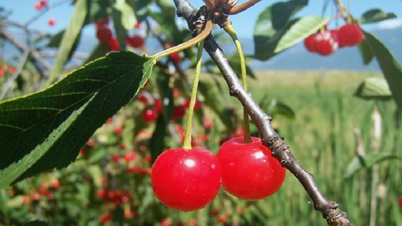 Description of self-fertile cherry varieties for the middle lane and the Samara region