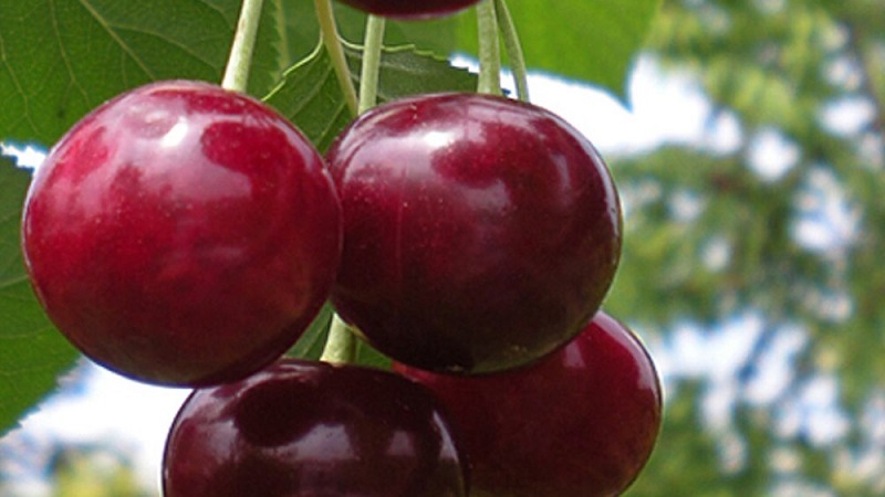 Description of self-fertile cherry varieties for the middle lane and the Samara region