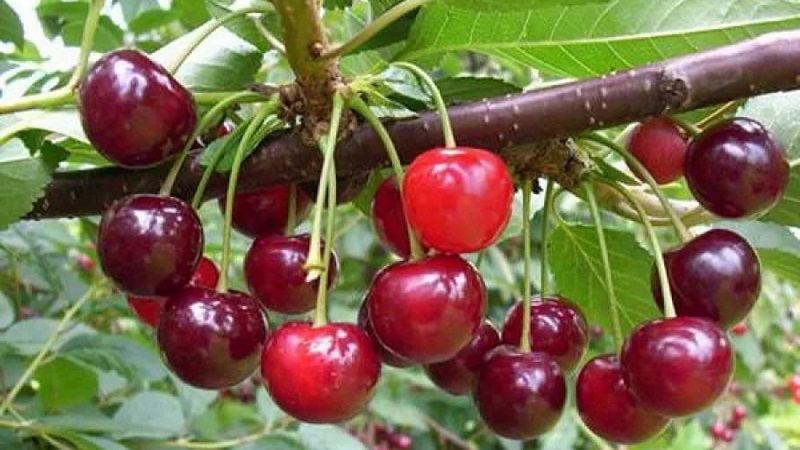 Description of self-fertile cherry varieties for the middle lane and the Samara region