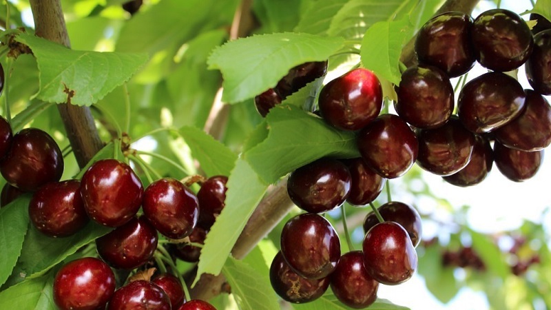 Description of self-fertile cherry varieties for the middle lane and the Samara region