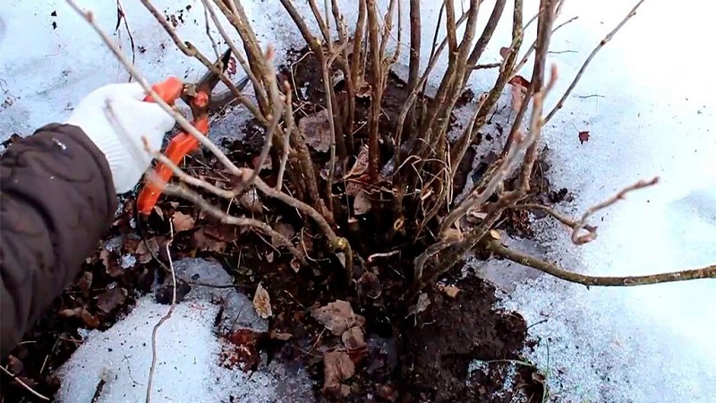 The main stages of currant care in spring after winter