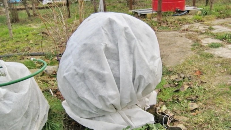 The main stages of currant care in spring after winter