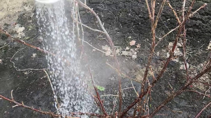 The main stages of currant care in spring after winter