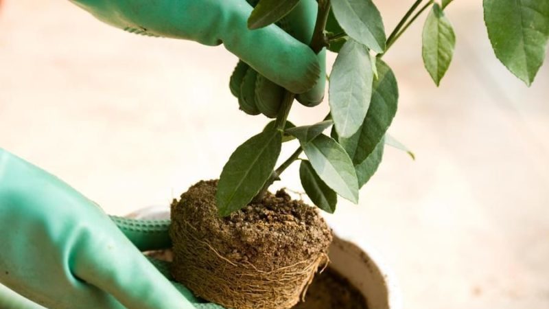 A step-by-step guide to replanting a tangerine tree at home