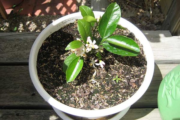 A step-by-step guide to replanting a tangerine tree at home