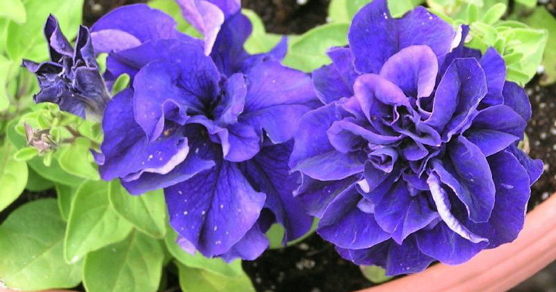 Description of varieties and features of growing terry petunia