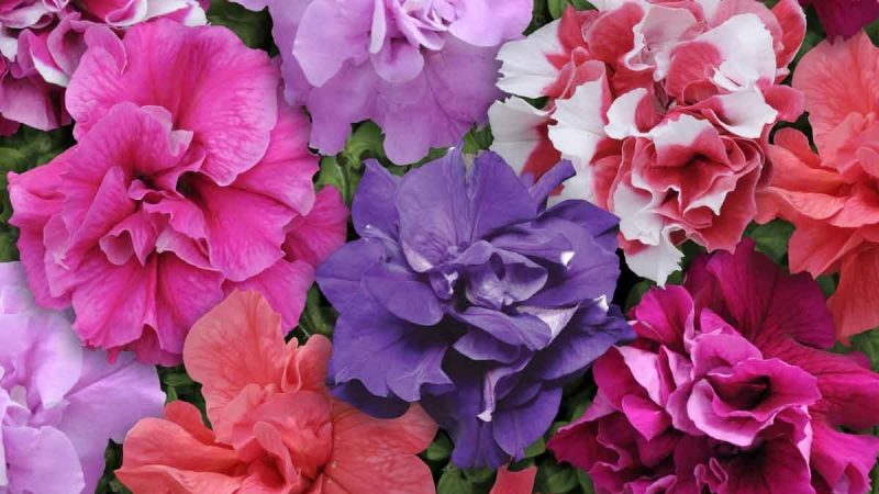 Description of varieties and features of growing terry petunia