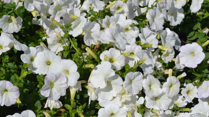 The best varieties of ampel petunias and features of their cultivation