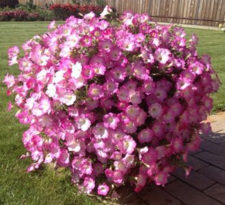 The best varieties of ampel petunias and features of their cultivation