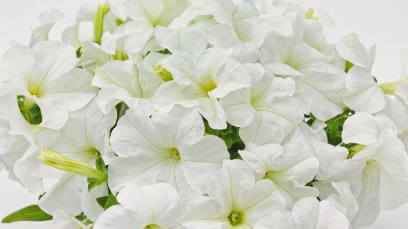 The best varieties of ampel petunias and features of their cultivation