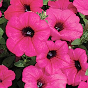 The best varieties of ampel petunias and features of their cultivation