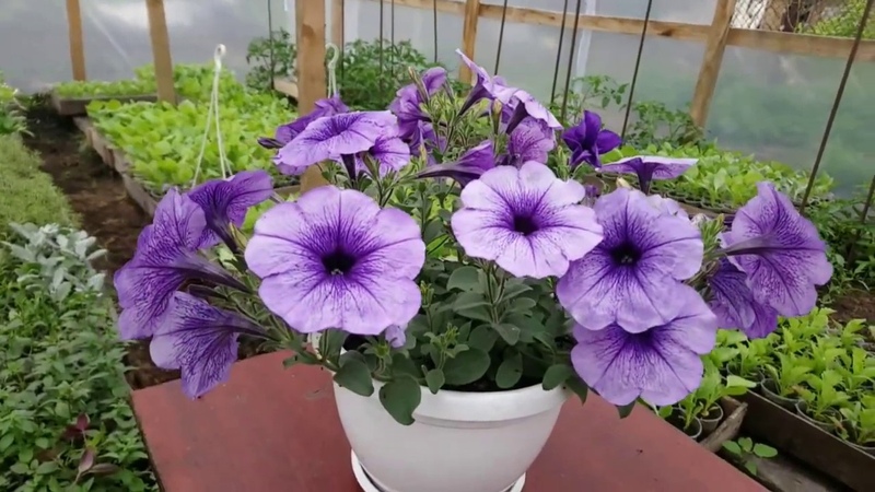 The best varieties of ampel petunias and features of their cultivation