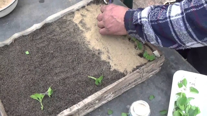 The best varieties of ampel petunias and features of their cultivation