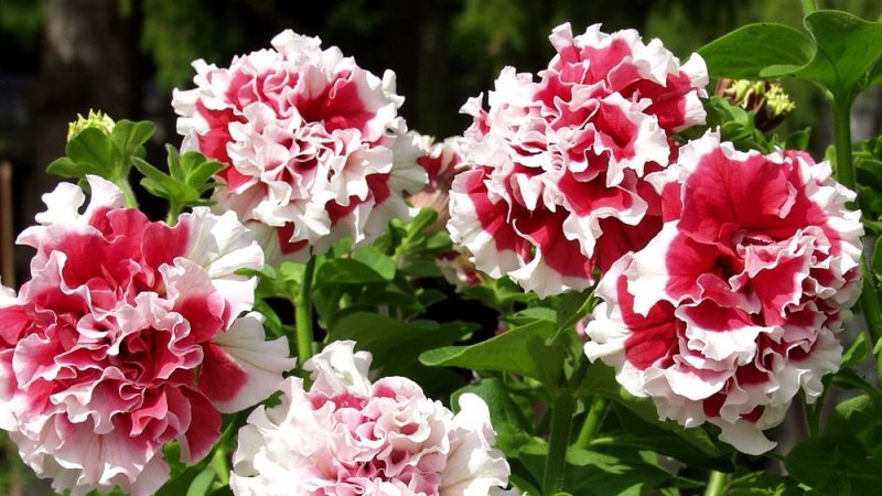 Description of varieties and features of growing terry petunia