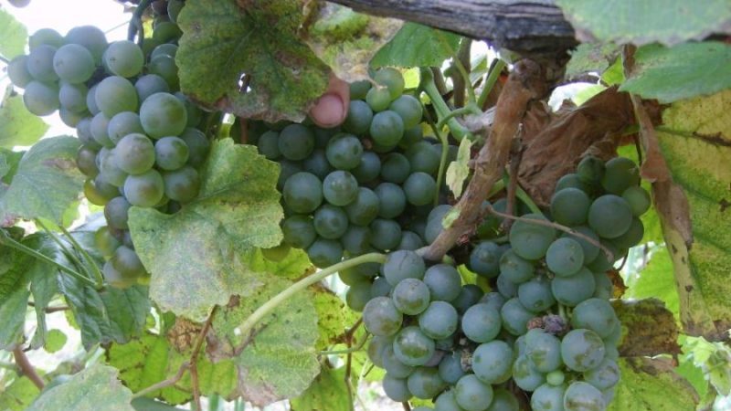 What French and Kuban grape varieties are used to make cognac