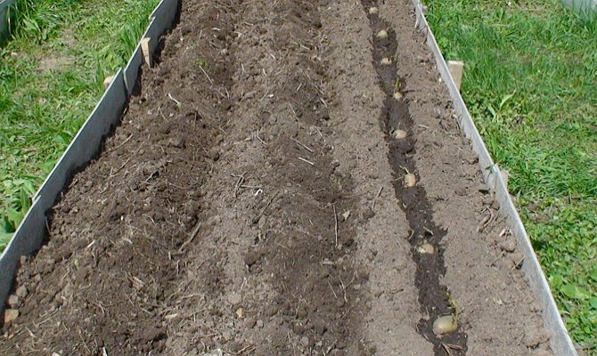 Pros and cons of planting potatoes in combs