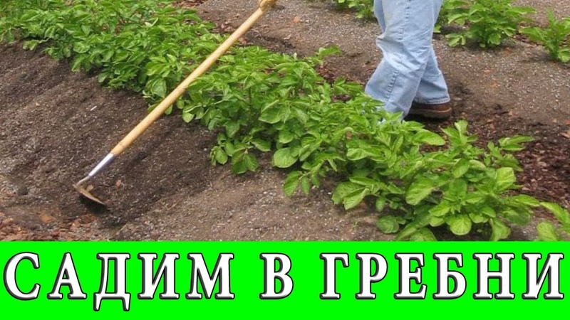 Pros and cons of planting potatoes in combs