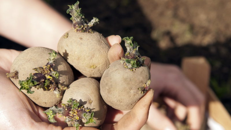 Potato preparation technology for planting