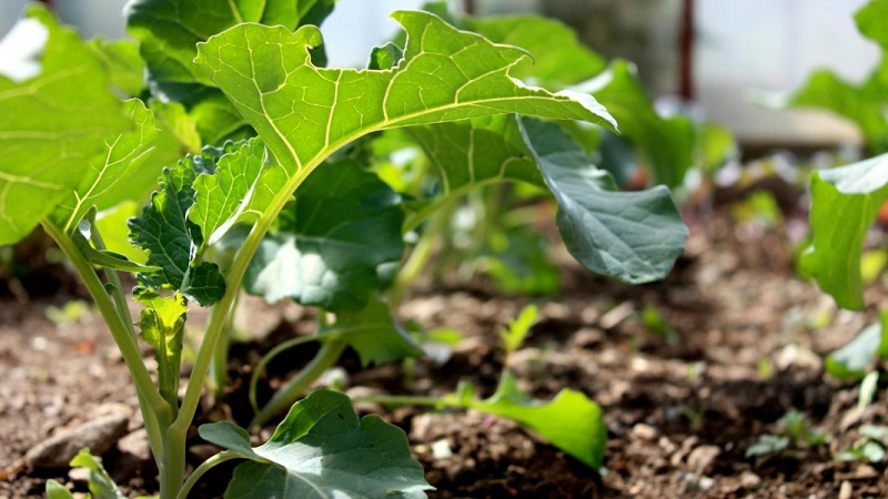 Growing and caring for broccoli cabbage outdoors in Siberia
