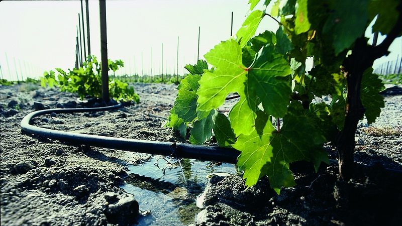 Red grape hybrid Pinotage