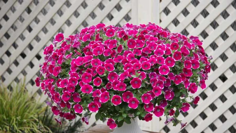 The best varieties of ampel petunias and features of their cultivation