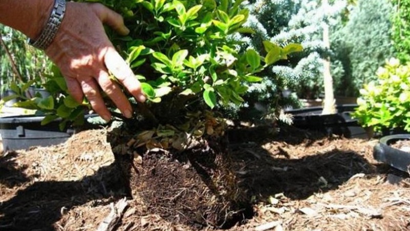 Planting and caring for honeysuckle outdoors in spring