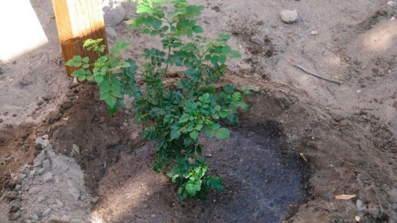 Planting and caring for honeysuckle outdoors