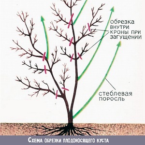 Planting and caring for honeysuckle in the Moscow region
