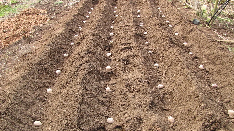 Potato cultivation machines - features of agricultural machinery