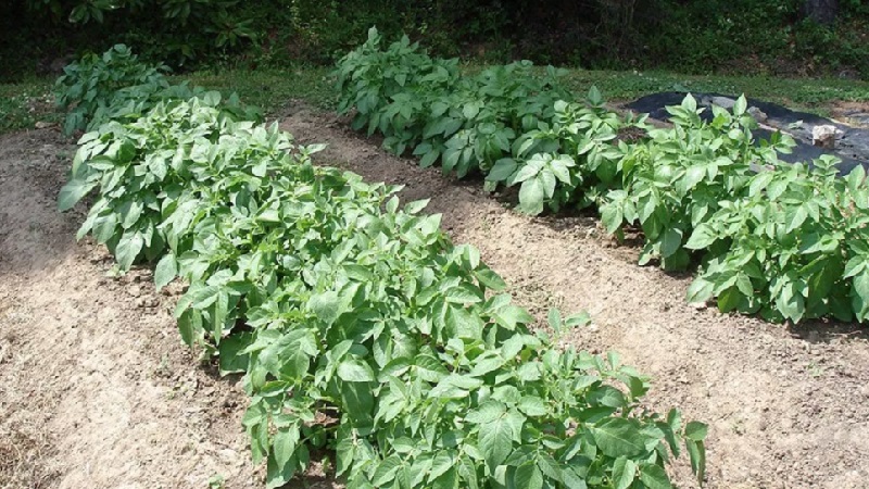 Features of planting and growing a hybrid of Rinda cabbage f1