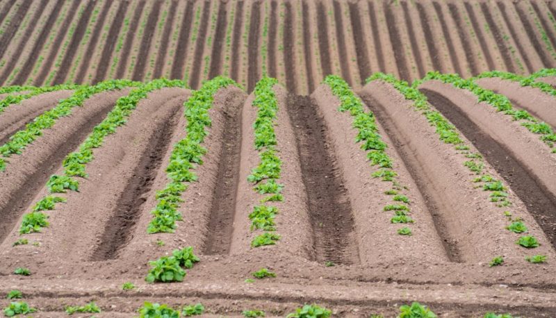 New ways of planting potatoes and care features