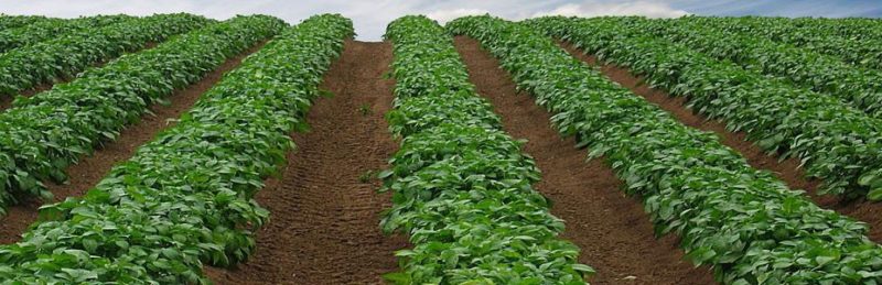 Advantages and disadvantages of growing potatoes using Dutch technology