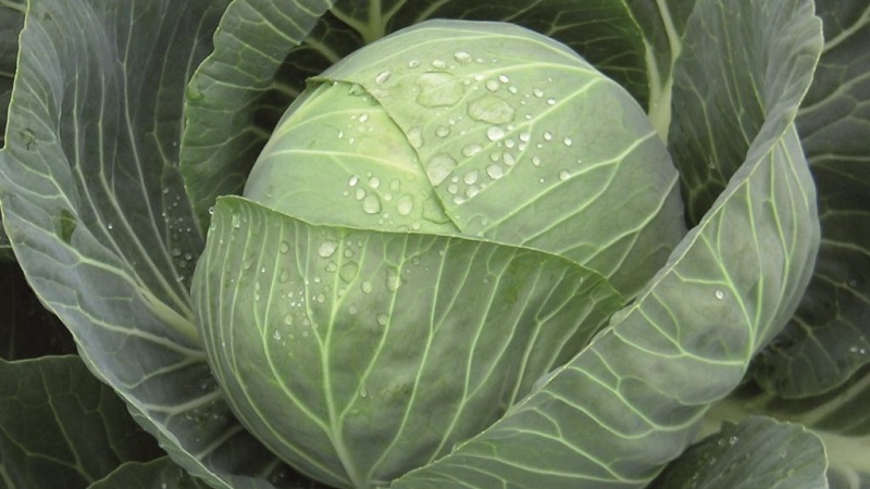 Early white cabbage hybrid Pandion f1