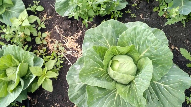 Early white cabbage hybrid Pandion f1