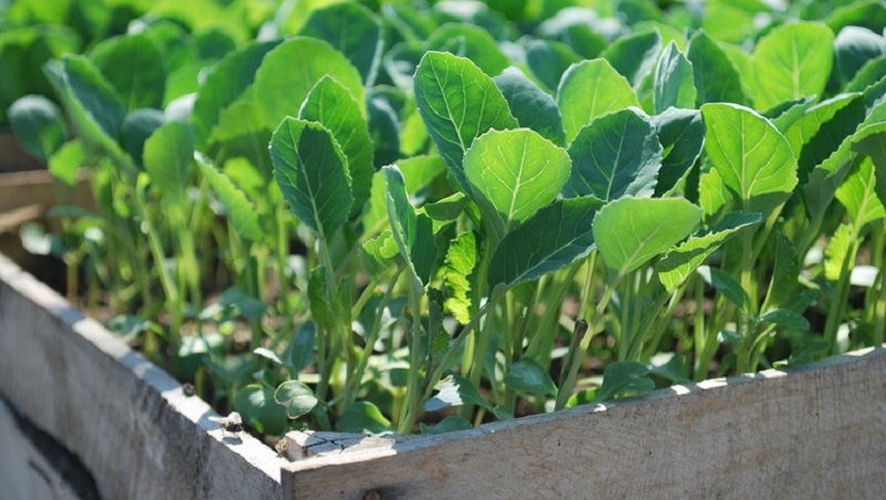 High-yielding unpretentious Kilaton f1 cabbage hybrid