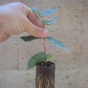 Ornamental curly honeysuckle - growing, reproduction and care