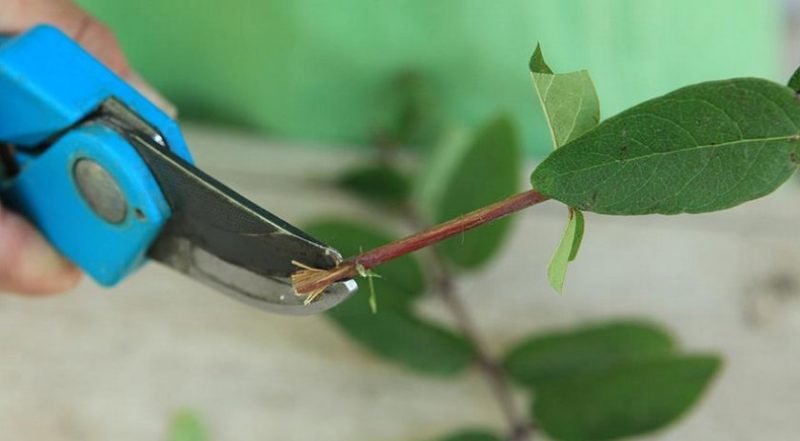 Propagating honeysuckle by cuttings - the easiest way!