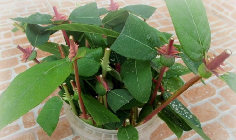 Propagating honeysuckle by cuttings - the easiest way!