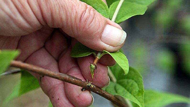 Propagating honeysuckle by cuttings - the easiest way!